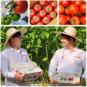 [새빛농장]유럽종 완숙 토마토 2.5kg